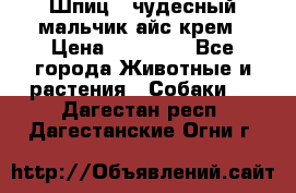 Шпиц - чудесный мальчик айс-крем › Цена ­ 20 000 - Все города Животные и растения » Собаки   . Дагестан респ.,Дагестанские Огни г.